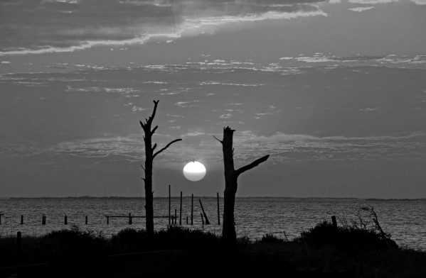 BW Two Tree Sunset by Deb Colombo